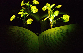可发光植物诞生，绿色建筑指日可待